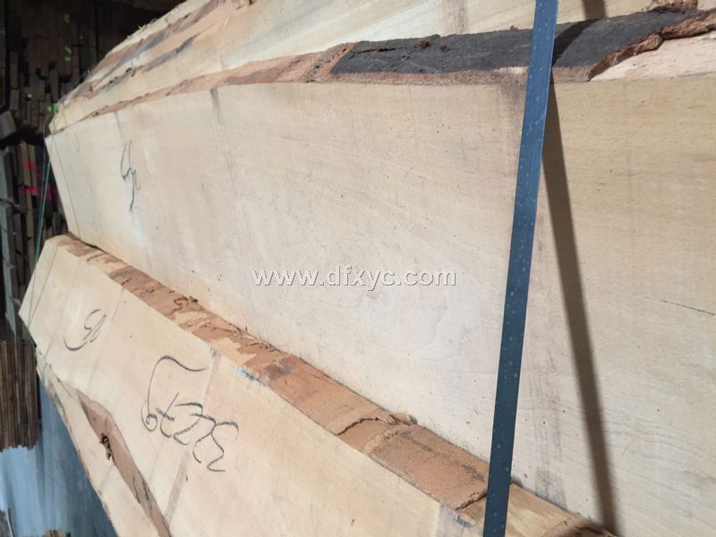 全进口榉木毛边板材，5公分，长度2米到4米