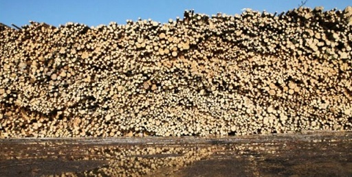 因为战争，俄罗斯木材出口价格下降50%